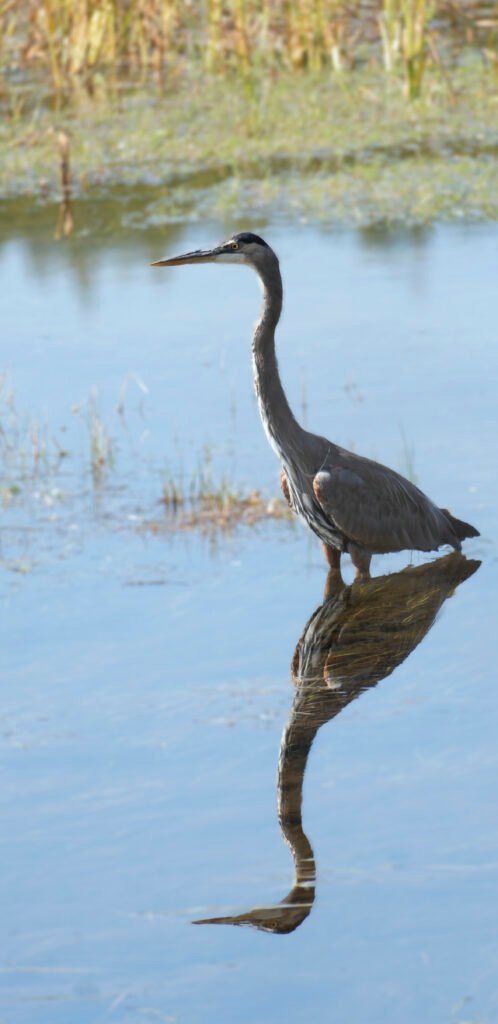 Blue Heron (Vert)