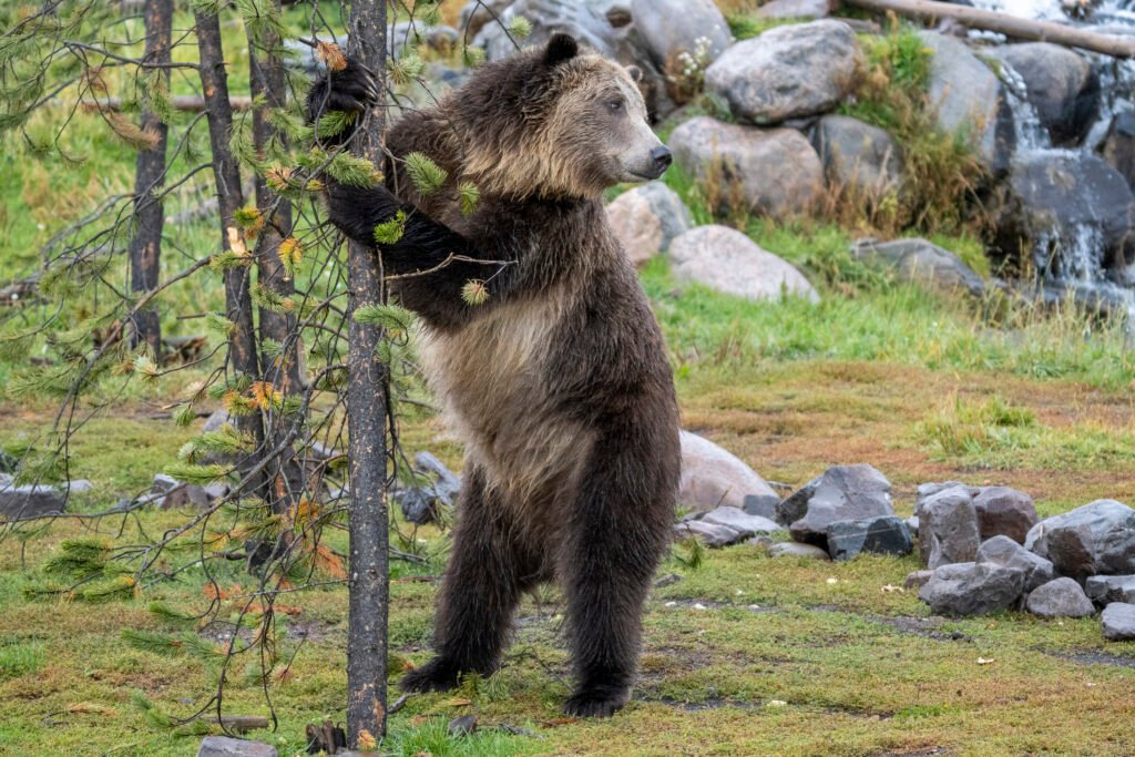 Stripper Bear jp