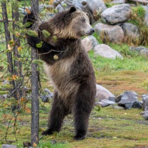 Stripper Bear