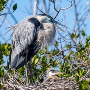 Great Blue Heron Nest