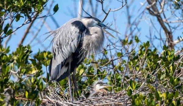 Great Blue Heron Nest