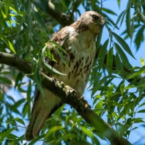 Hawk