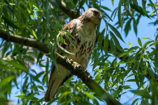 Hawk