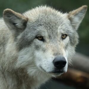 Grey Wolf