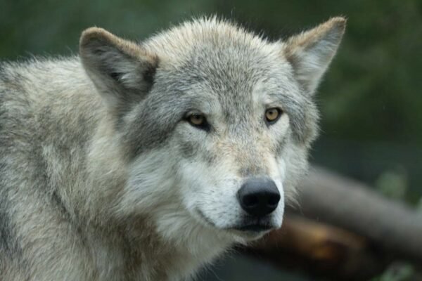 Grey Wolf