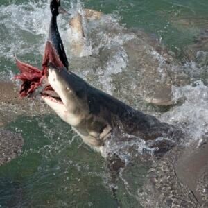 Shark Bite