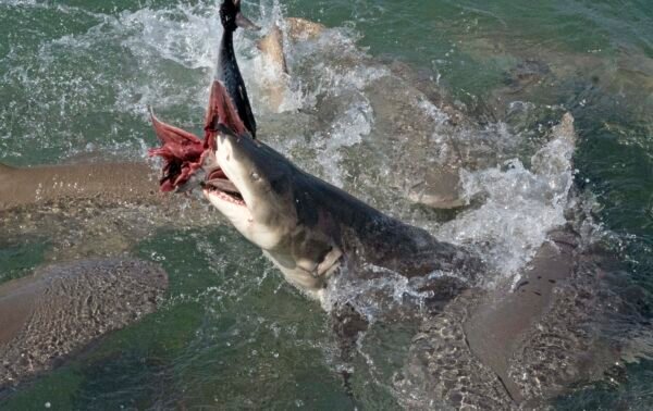 Shark Bite