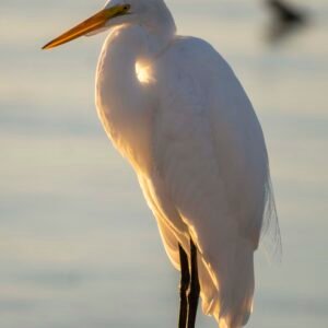 Sunsetting Egret