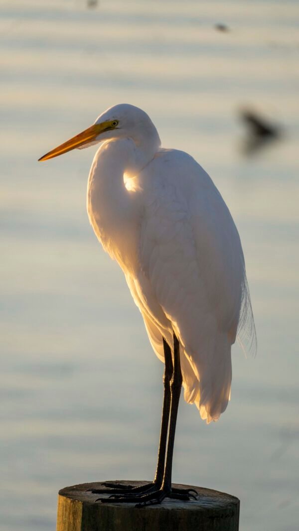 Sunsetting Egret