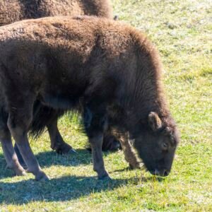 Baby Bison