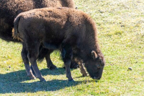 Baby Bison