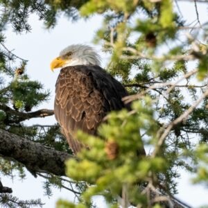The Bald Eagle