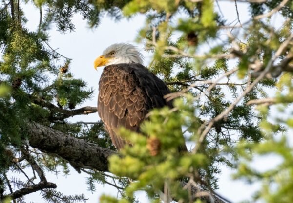 The Bald Eagle