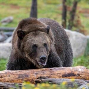 The Grizzly Bear