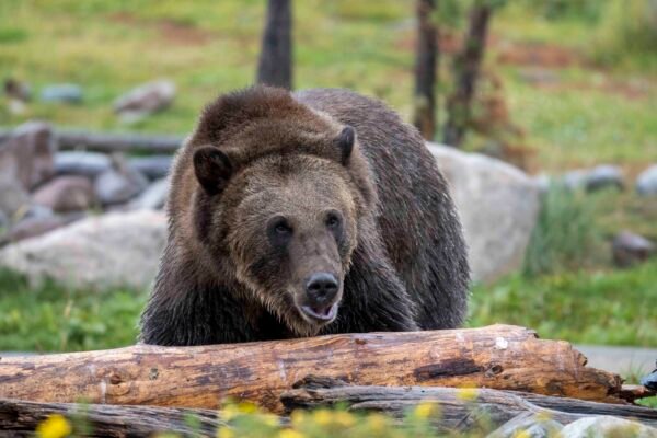 The Grizzly Bear