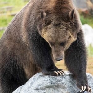 Bear Looking at Paw