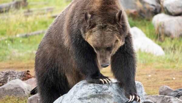 Bear Looking at Paw