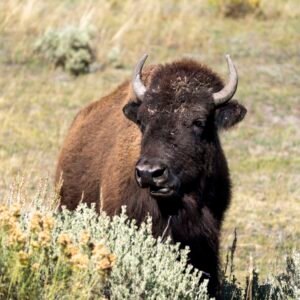 A Bison in Yellowstone