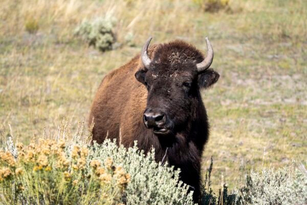 A Bison in Yellowstone
