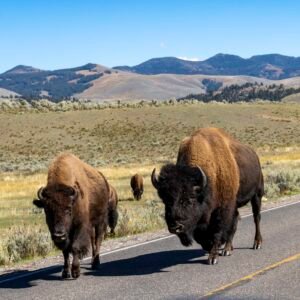 Bison Walking the Hills of Yellowstone