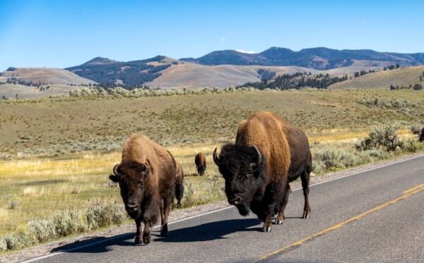 Bison Walking the Hills of Yellowstone