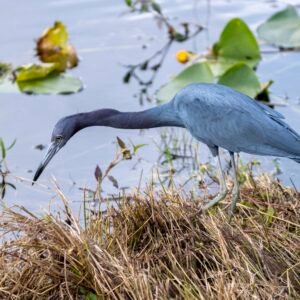 Little Blue Heron
