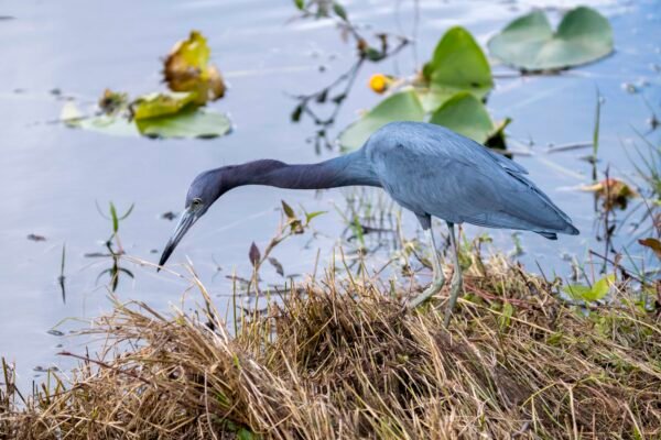 Little Blue Heron