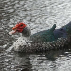 Grey Duck