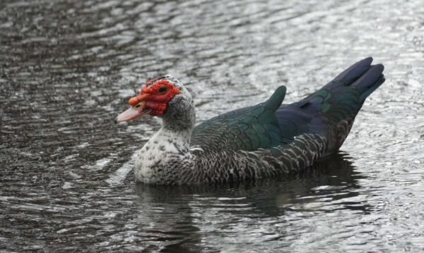 Grey Duck