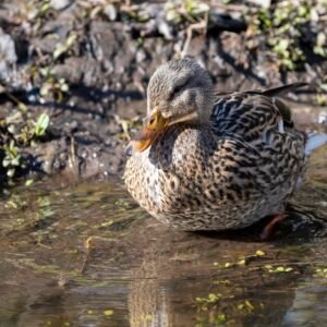 Doing Duck Things