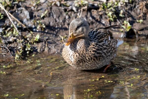 Doing Duck Things