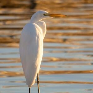 Egret on the Water