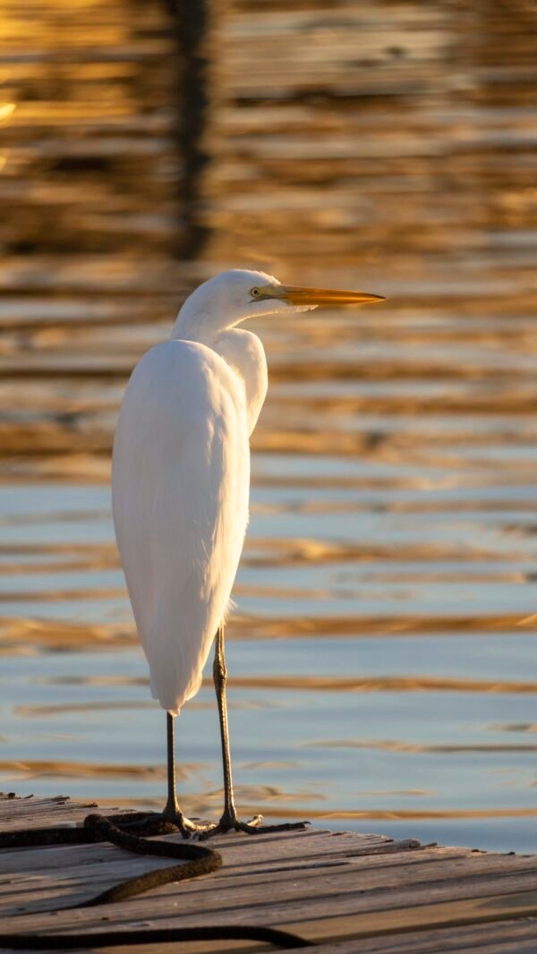 Egret on the Water