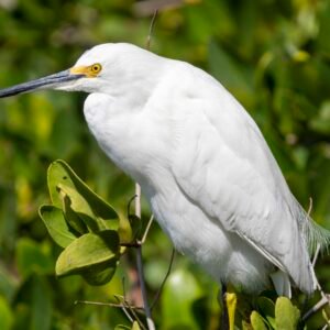 "Just Another Egret"