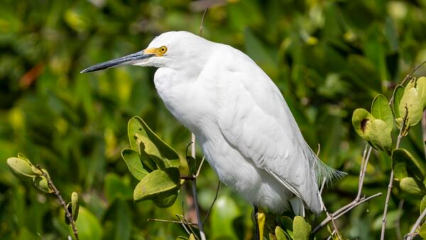 "Just Another Egret"