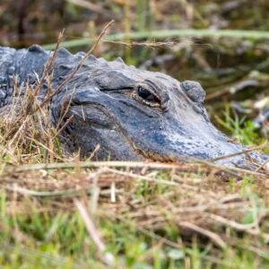 Alligator in the Everglades