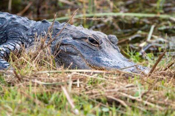 Alligator in the Everglades