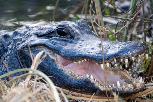 Alligator Smiles
