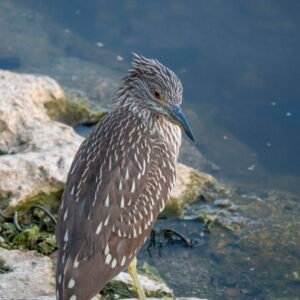 Juvenile Black Crowned Night Heron