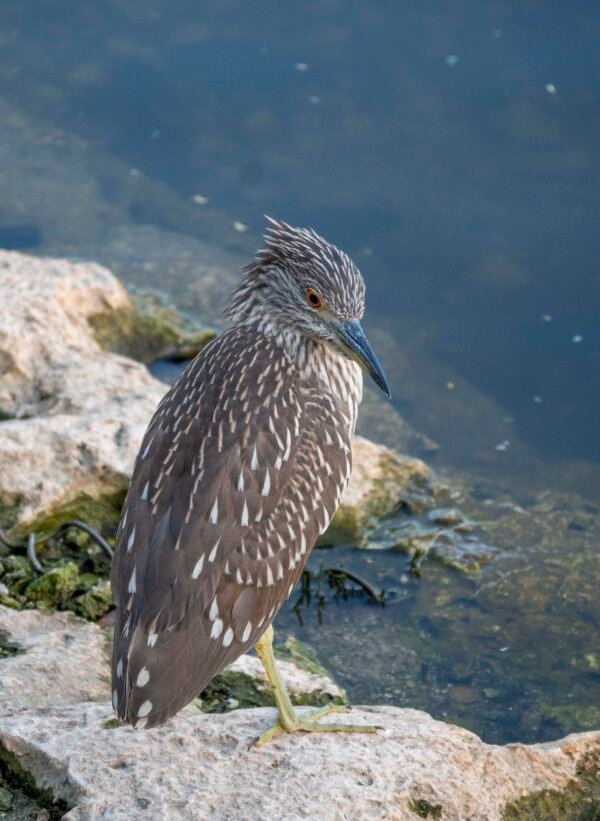Juvenile Black Crowned Night Heron