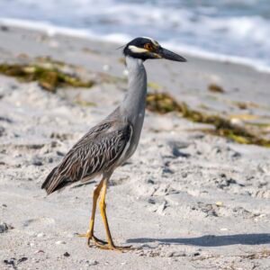 Yellow Crowned Night Heron