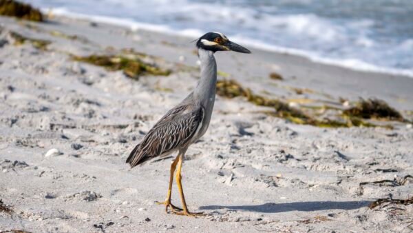Yellow Crowned Night Heron