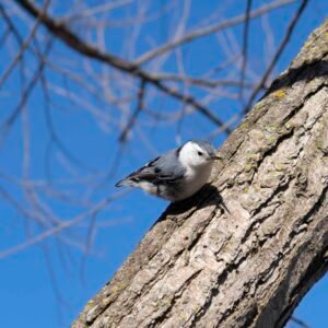Nuthatch