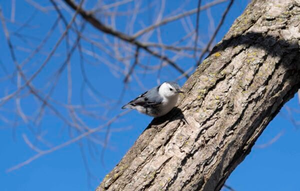 Nuthatch