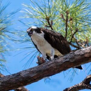 Osprey enjoying a meal