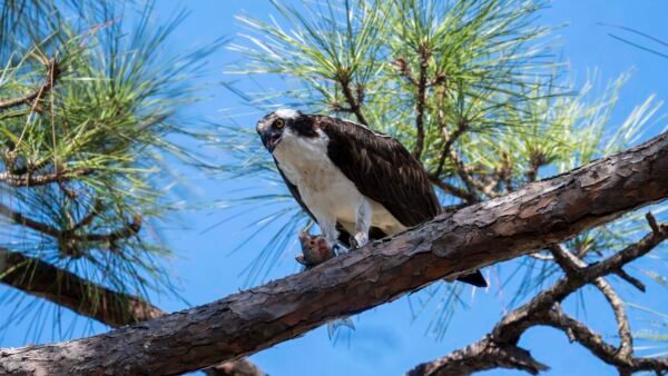 Osprey enjoying a meal