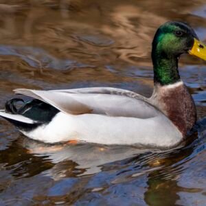 Mallard Duck