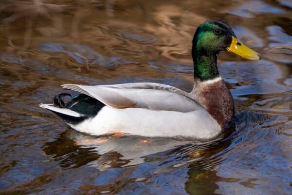 Mallard Duck