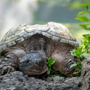 Turt