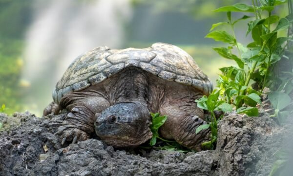 Turt